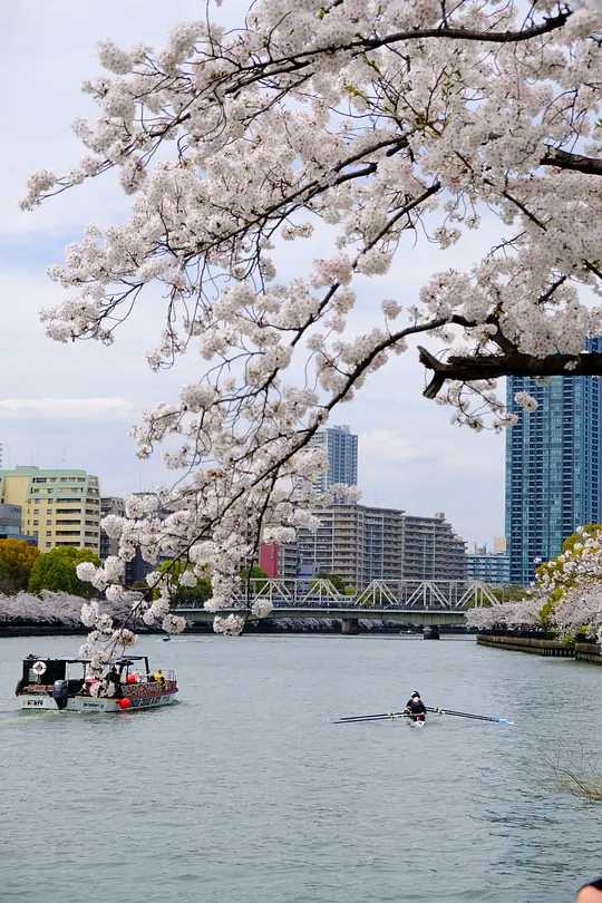 Osaka-Cherry blossom viewing season at Kema Sakuranomiya Park, Osaka, Japan