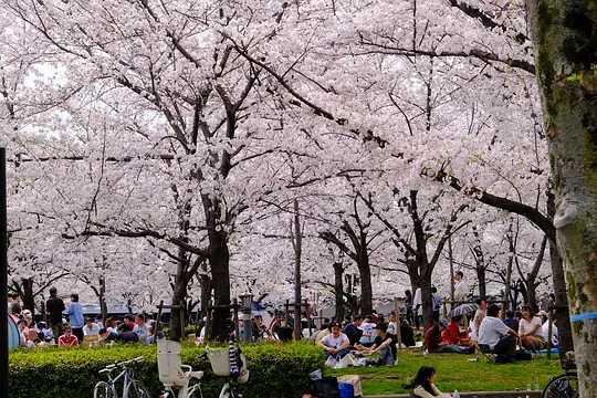 Osaka-Cherry blossom viewing season at Kema Sakuranomiya Park, Osaka, Japan