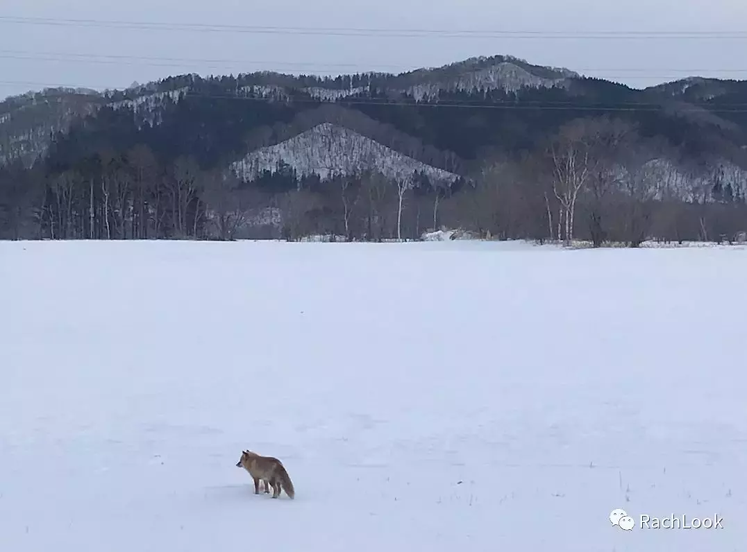 Sapporo/Hokkaido-Hokkaido vlog | Travel guide | Niche routes for your reference