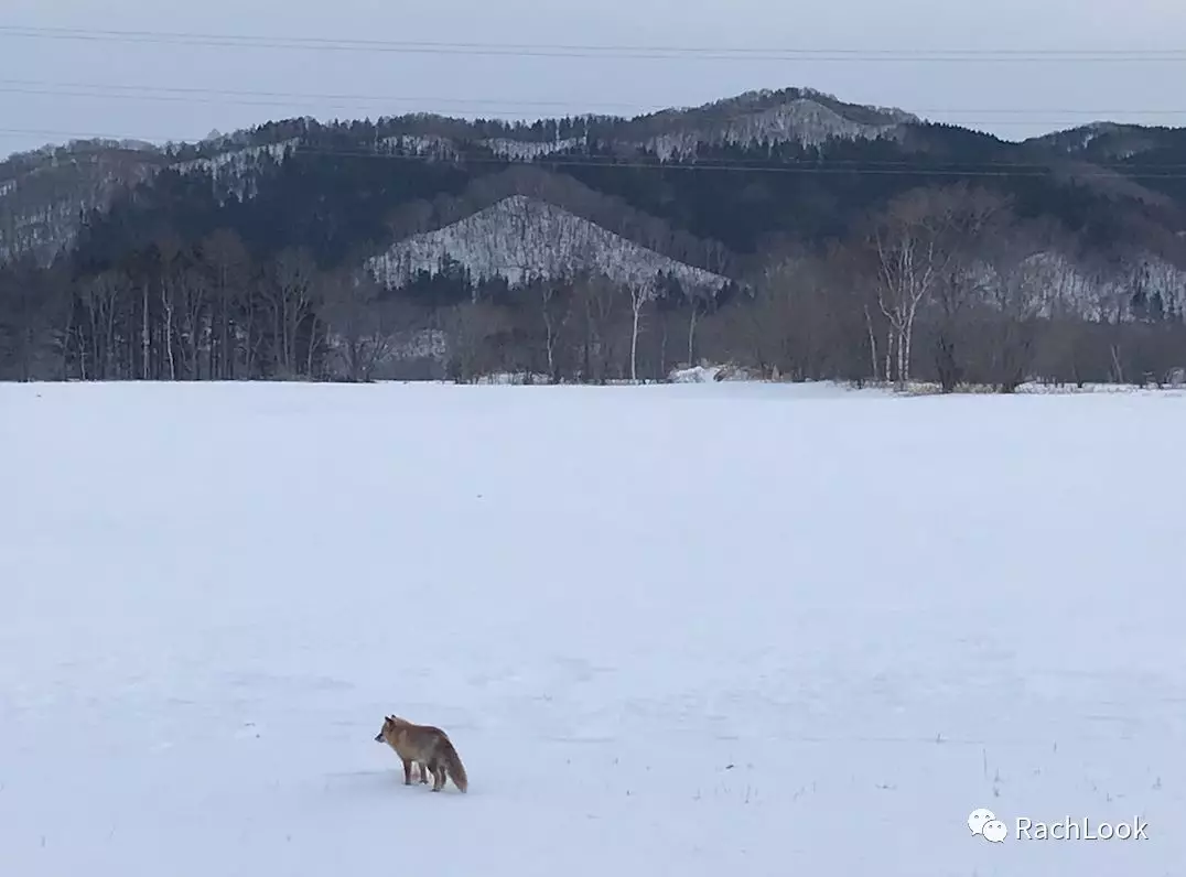 Sapporo/Hokkaido-Hokkaido Travel Guide | Sapporo/Shiretoko/Abashiri/Asahikawa/Hoshino | Off-the-beaten-path routes