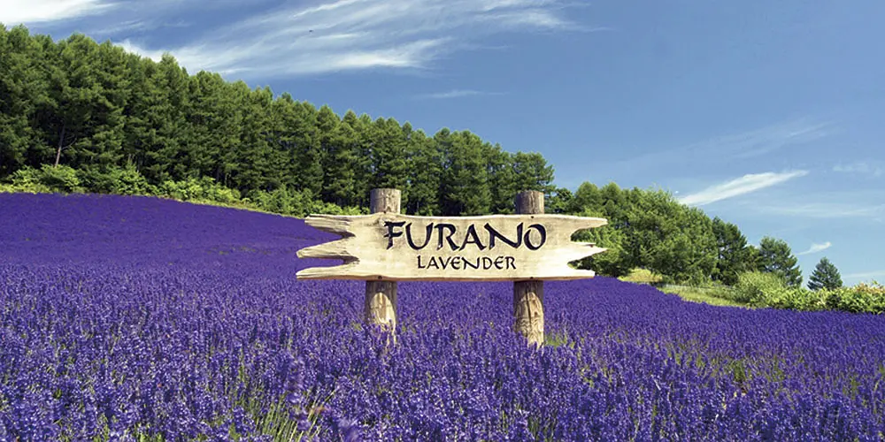 Sapporo/Hokkaido-Not just lavender fields! 20 recommended sightseeing spots in Furano, Hokkaido