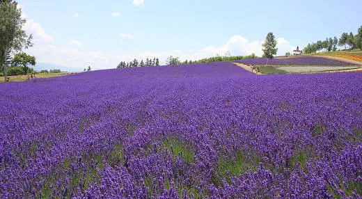 Sapporo/Hokkaido-Not just lavender fields! 20 recommended sightseeing spots in Furano, Hokkaido