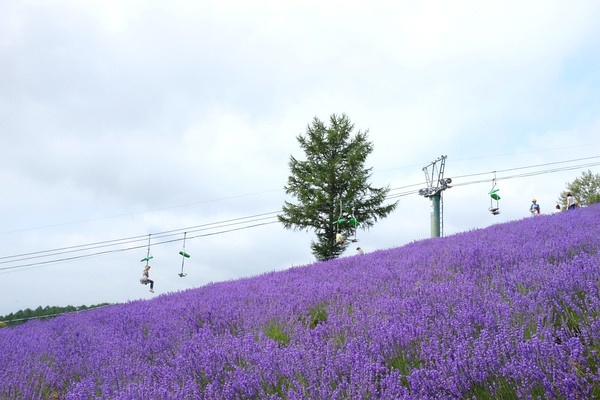 Sapporo/Hokkaido-Summer Field Flowers - A Complete Guide to Biei and Furano, Hokkaido
