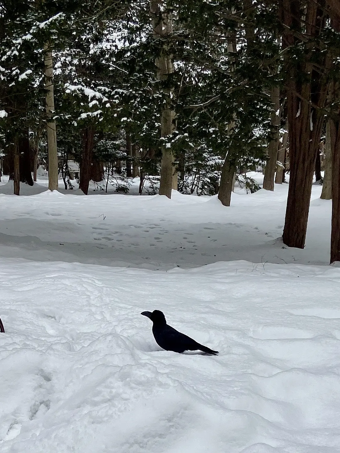 Sapporo/Hokkaido-Sapporo, Hokkaido, a place that can satisfy all your travel expectations