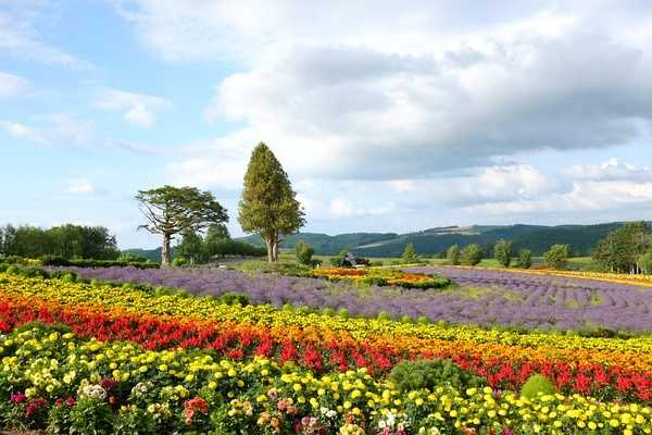 Sapporo/Hokkaido-Summer Field Flowers - A Complete Guide to Biei and Furano, Hokkaido