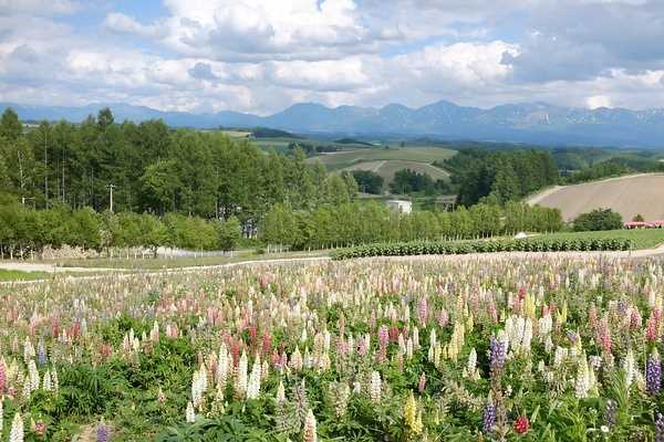 Sapporo/Hokkaido-Summer Field Flowers - A Complete Guide to Biei and Furano, Hokkaido