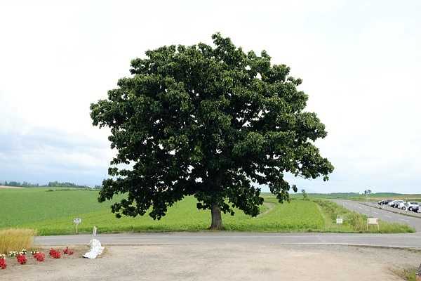 Sapporo/Hokkaido-Summer Field Flowers - A Complete Guide to Biei and Furano, Hokkaido