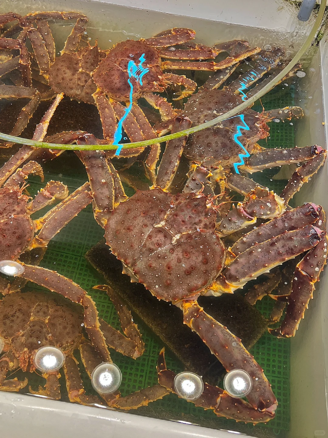 Sapporo/Hokkaido-In Sapporo and Otaru, you must come to the Triangle Seafood Market to eat king crab