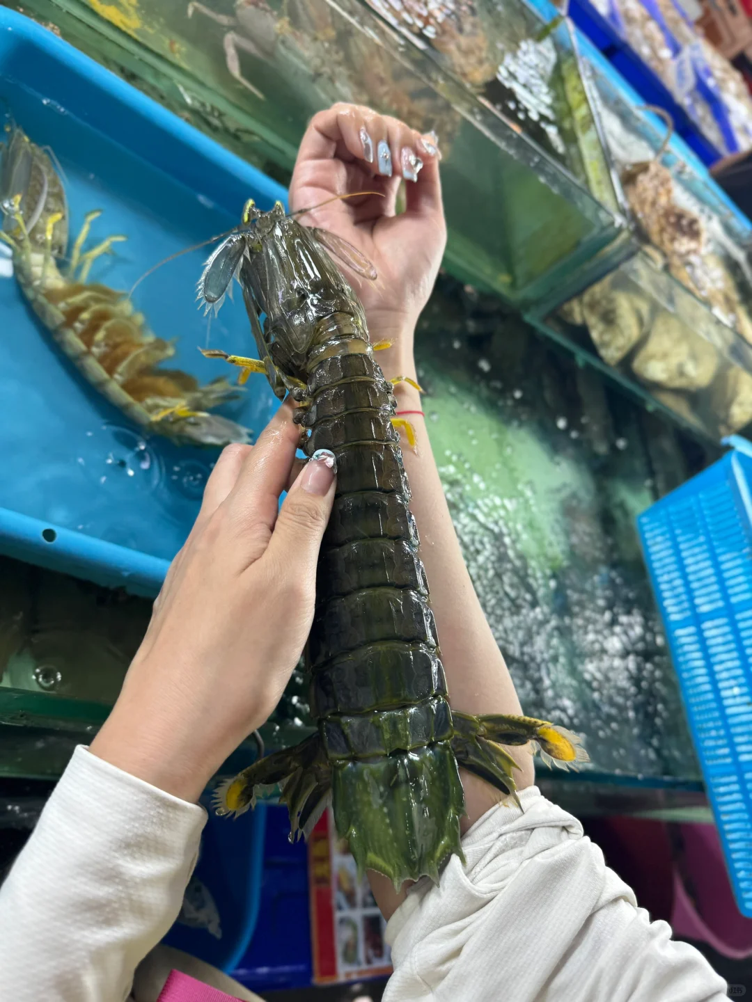 Phuket-Banzaan Seafood Market in Phuket✌️, mantis shrimps as thick as arms
