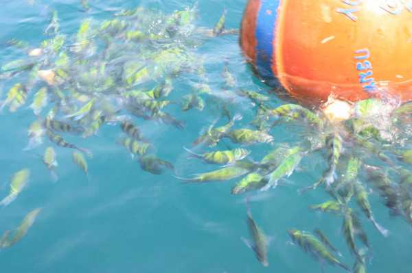 Phuket-Phuket, Thailand - Phi Phi Island Self-guided Tour Guide (Very Detailed Pictures and Text)