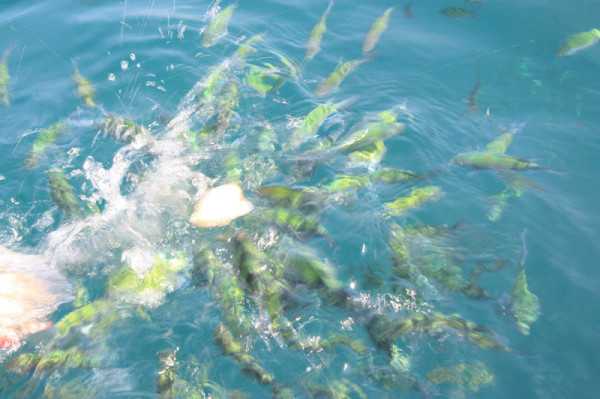 Phuket-Phuket, Thailand - Phi Phi Island Self-guided Tour Guide (Very Detailed Pictures and Text)