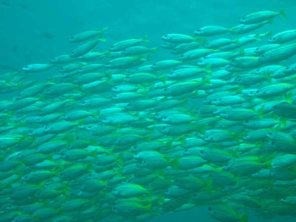 Phuket-Phuket, Thailand - Phi Phi Island Self-guided Tour Guide (Very Detailed Pictures and Text)