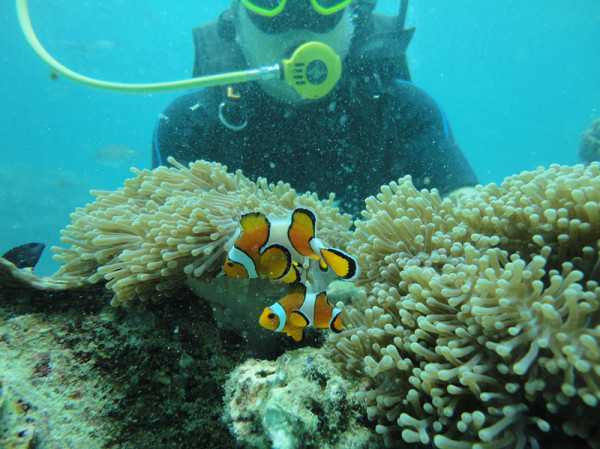 Phuket-Phuket, Thailand - Phi Phi Island Self-guided Tour Guide (Very Detailed Pictures and Text)
