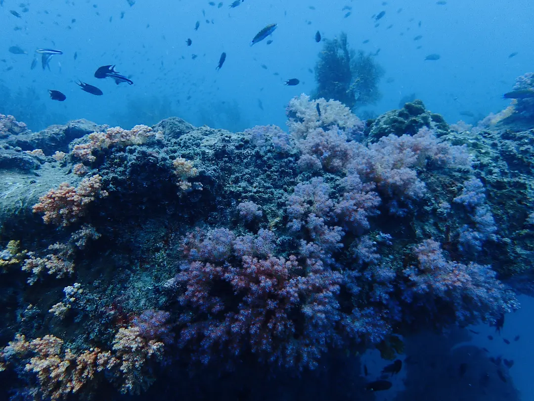Krabi-Next holiday, let's go diving in Krabi together "First diving experience and precautions"