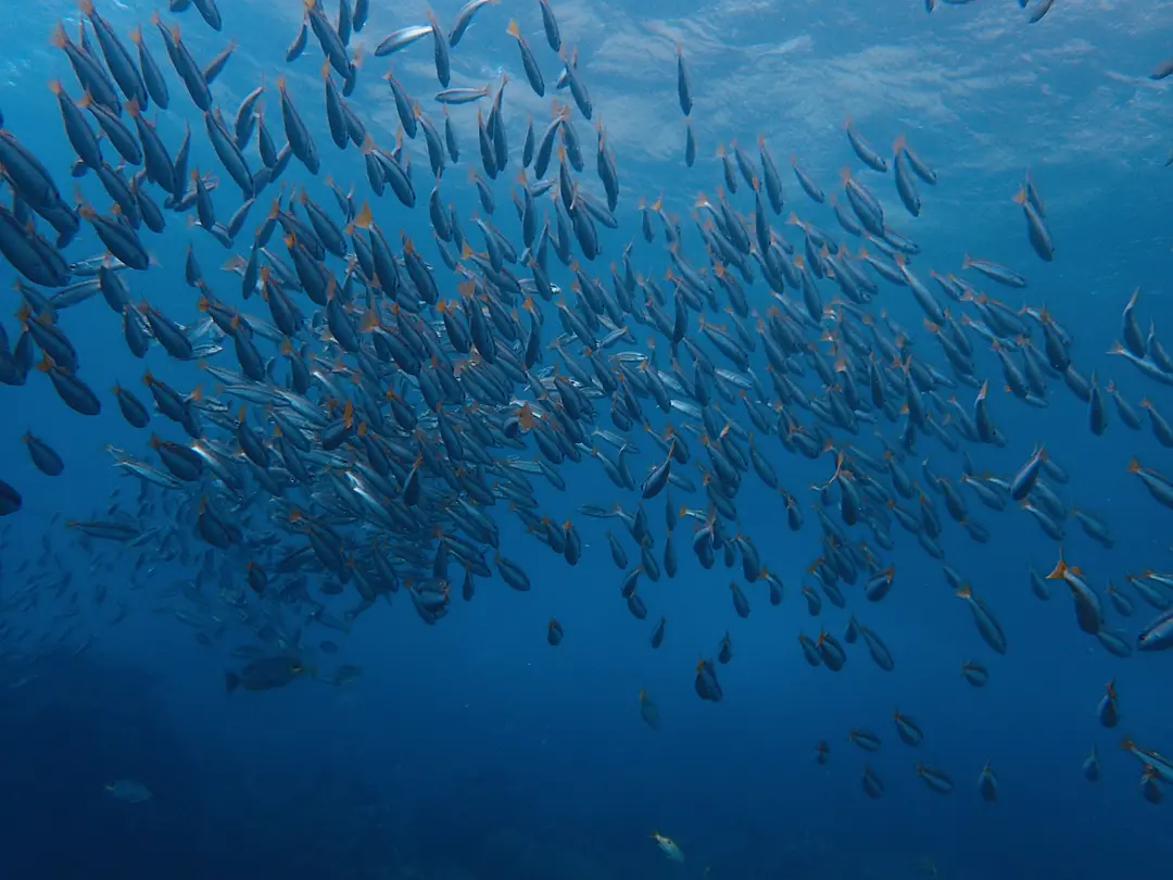 Krabi-Next holiday, let's go diving in Krabi together "First diving experience and precautions"