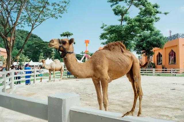 Hua Hin-A must-read guide to the top 6 attractions in Hua Hin, Thailand!