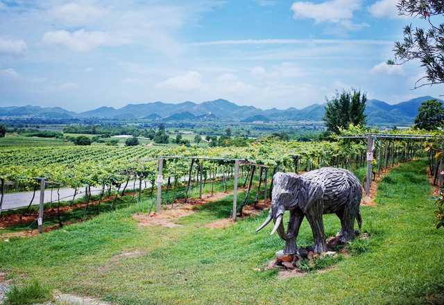 Hua Hin-Hua Hin Hills Vineyard, the air with a slight aroma of wine
