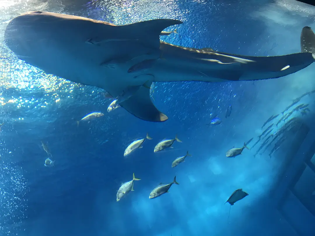Okinawa-Okinawa-Naha, 4-day rail travel from west to north (attractions distribution reference)