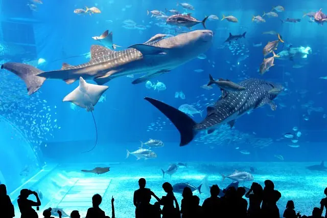 Okinawa-Okinawa Free Travel | Complete Guide to the Top 10 Popular Sightseeing