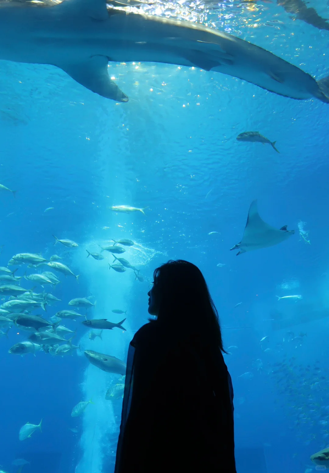 Okinawa-5-day trip to Okinawa, hotel charter, island shopping guide