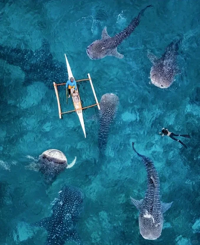 Cebu-Cebu: Watching dancing whale sharks and narrowly escaping an earthquake