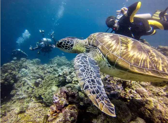 Cebu-Philippines ink treasure, you can watch the sardine storm even if you can't swim