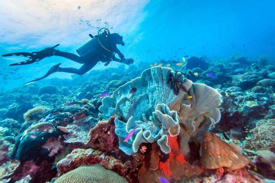 Cebu-Philippines ink treasure, you can watch the sardine storm even if you can't swim