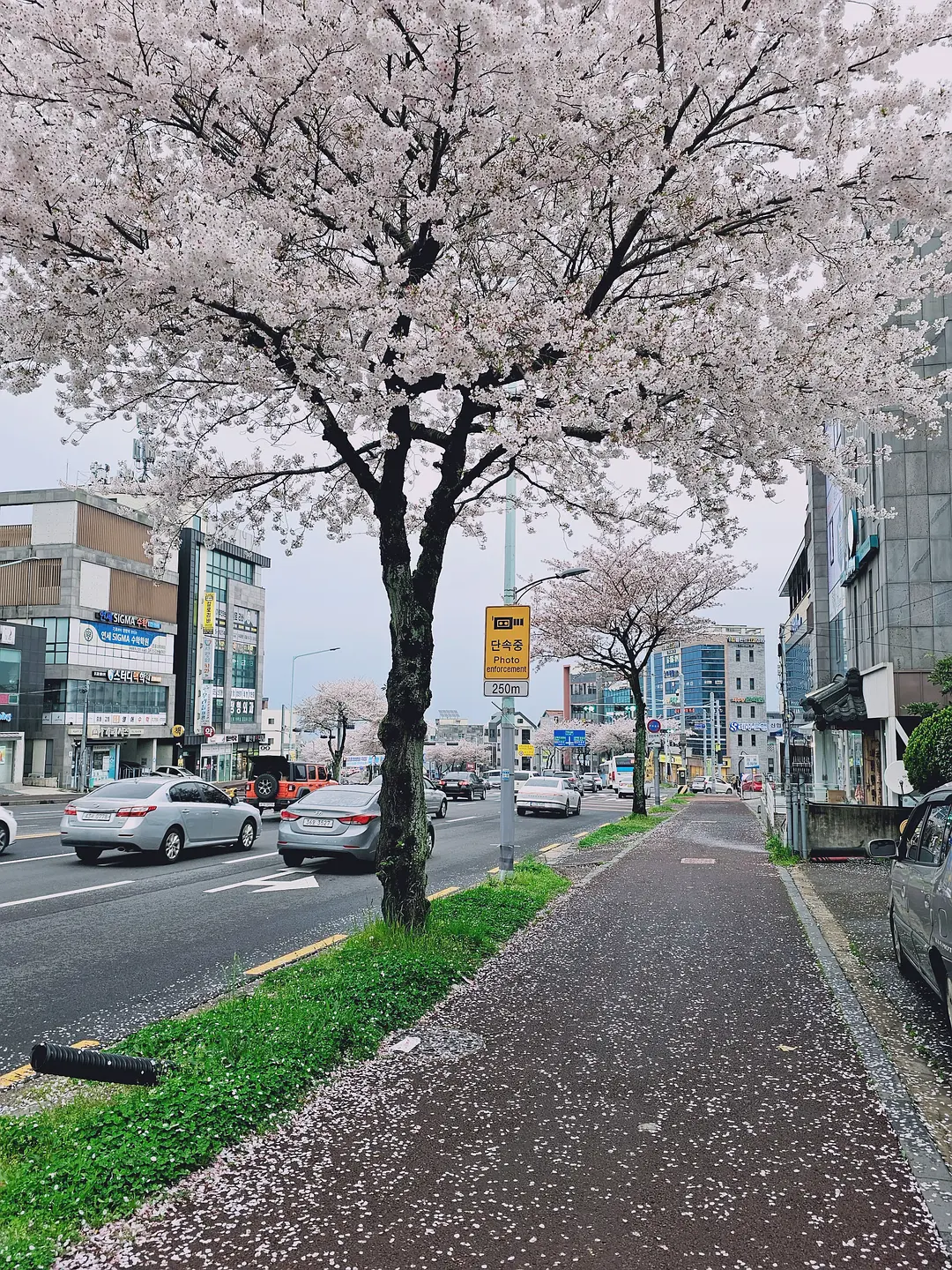Busan/Jeju-Come to Jeju Island to see the crystal clear sea during the holidays