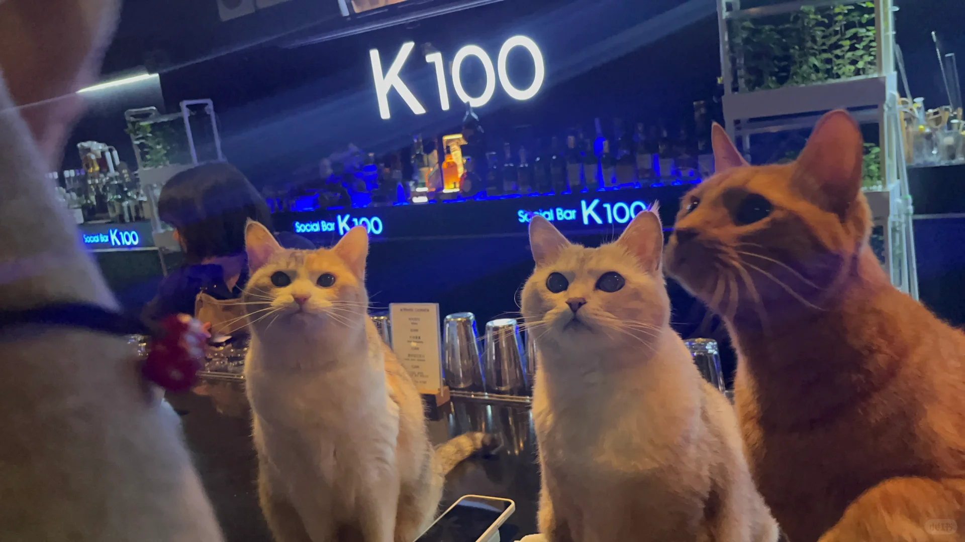 Busan/Jeju-K100?, a small cat bar on Baojian Road in Jeju Island, has three kittens in business