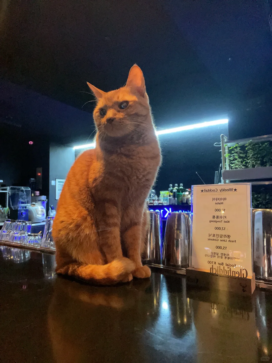 Busan/Jeju-K100?, a small cat bar on Baojian Road in Jeju Island, has three kittens in business