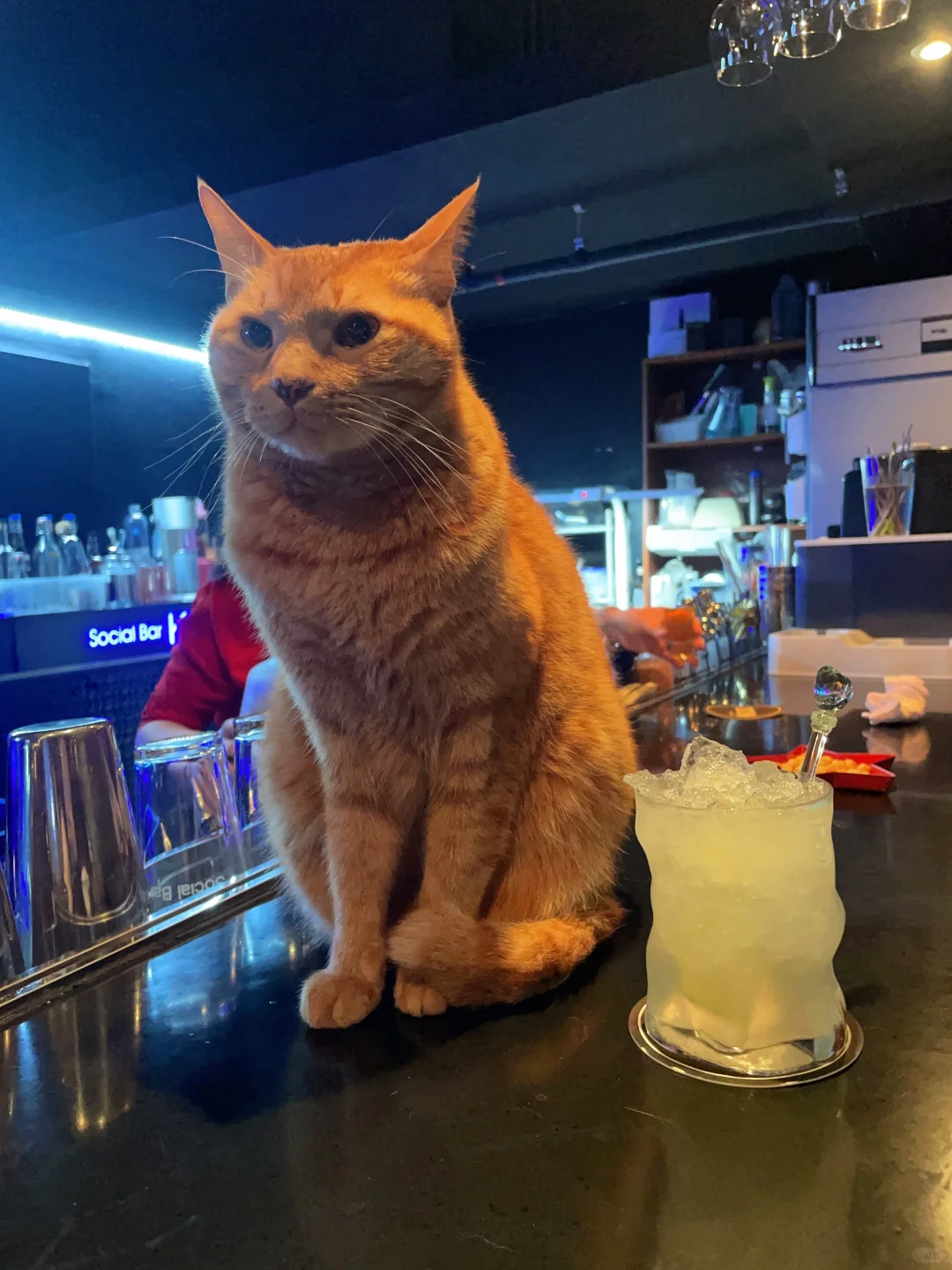 Busan/Jeju-K100?, a small cat bar on Baojian Road in Jeju Island, has three kittens in business