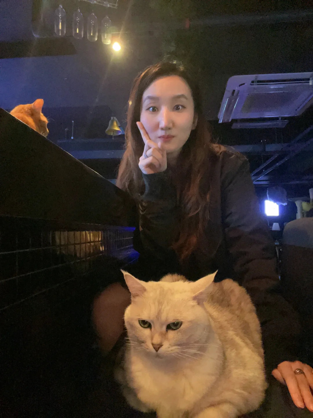 Busan/Jeju-K100?, a small cat bar on Baojian Road in Jeju Island, has three kittens in business