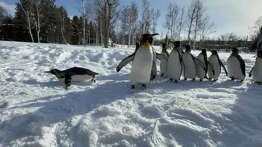 Sapporo/Hokkaido-Sapporo Furano, Lake Toya and Asahikawa, all the beautiful scenery comes into view