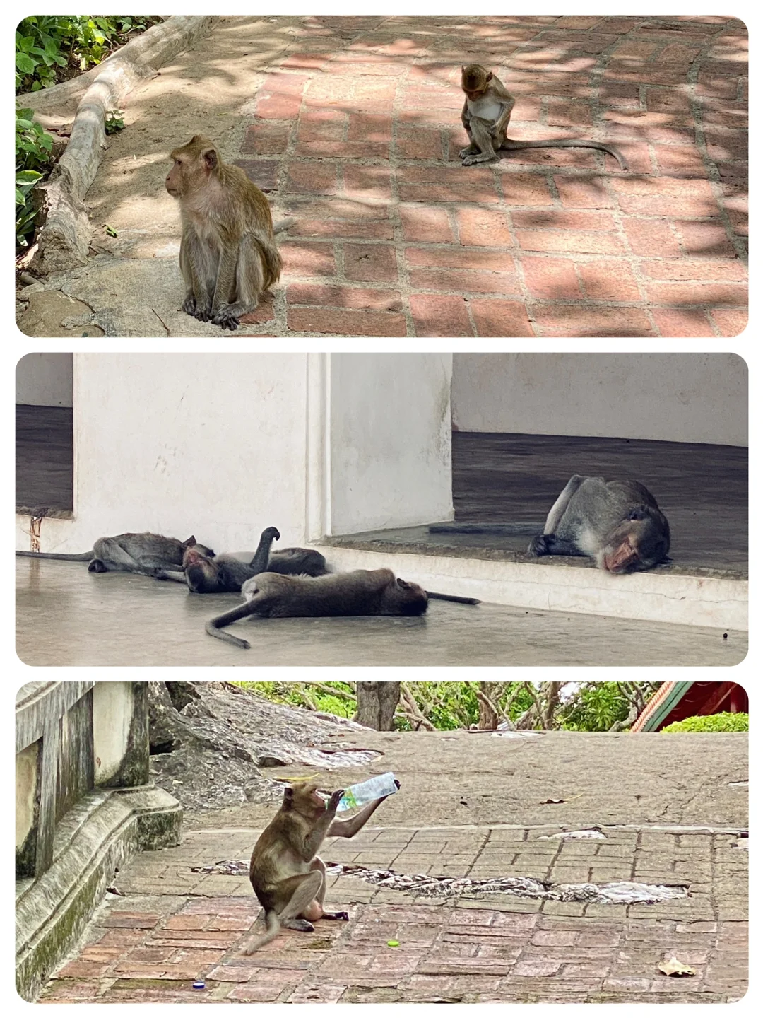 Hua Hin-Travel notes?️ of Tham Khao Luang, Phra Nakhon Khiri and Khrua Huai Sai around Hua Hin