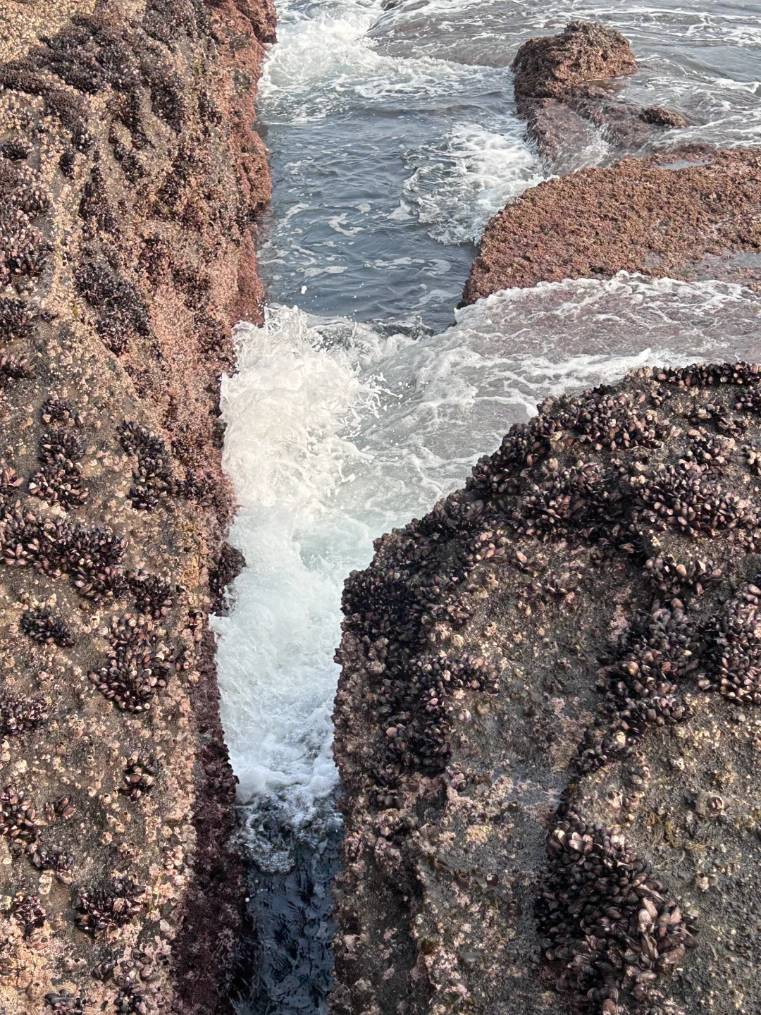 Busan/Jeju-South Korea's Jeju Island's best hidden attraction: ?Seogwipo Dragon Head Coast