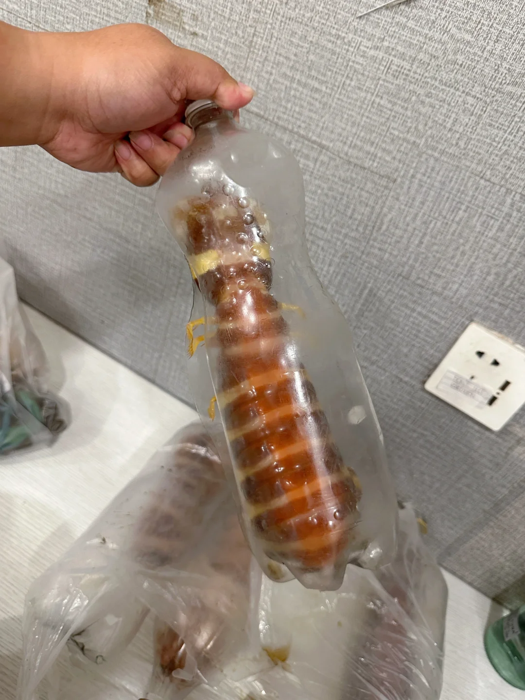 Boracay-The arm-length mantis shrimp at the Blue Sea? restaurant in Boracay is delicious