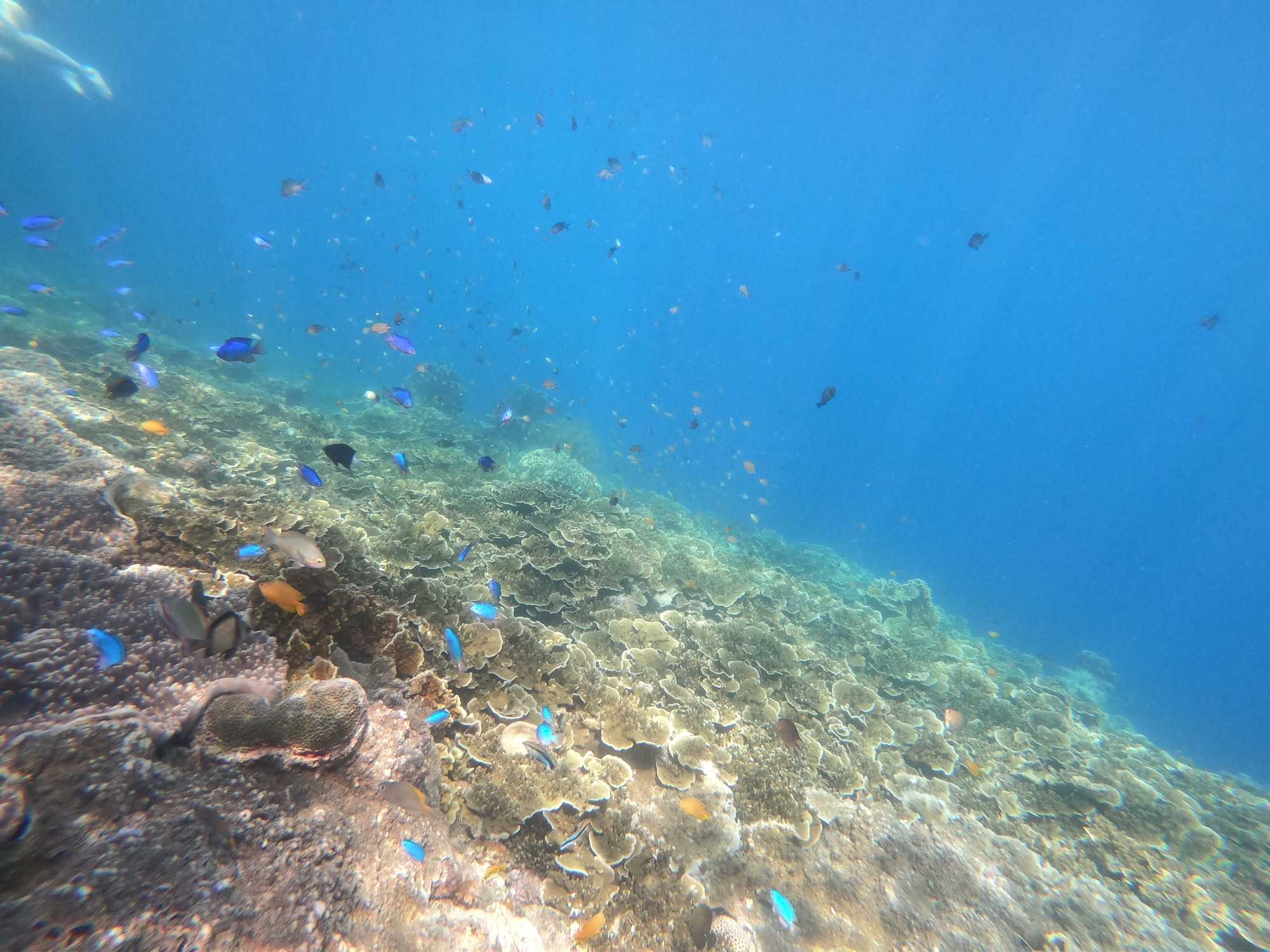 Cebu-Lonely travel expert shares his travel and study experience in Cebu