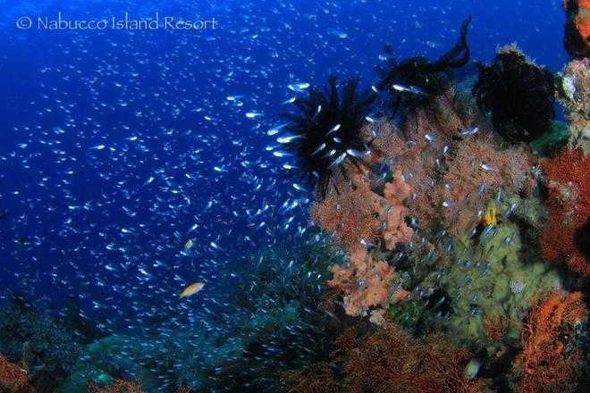 Jakarta-Nabucco Island Resort in Derawan is a private island that provides you with exclusive diving services