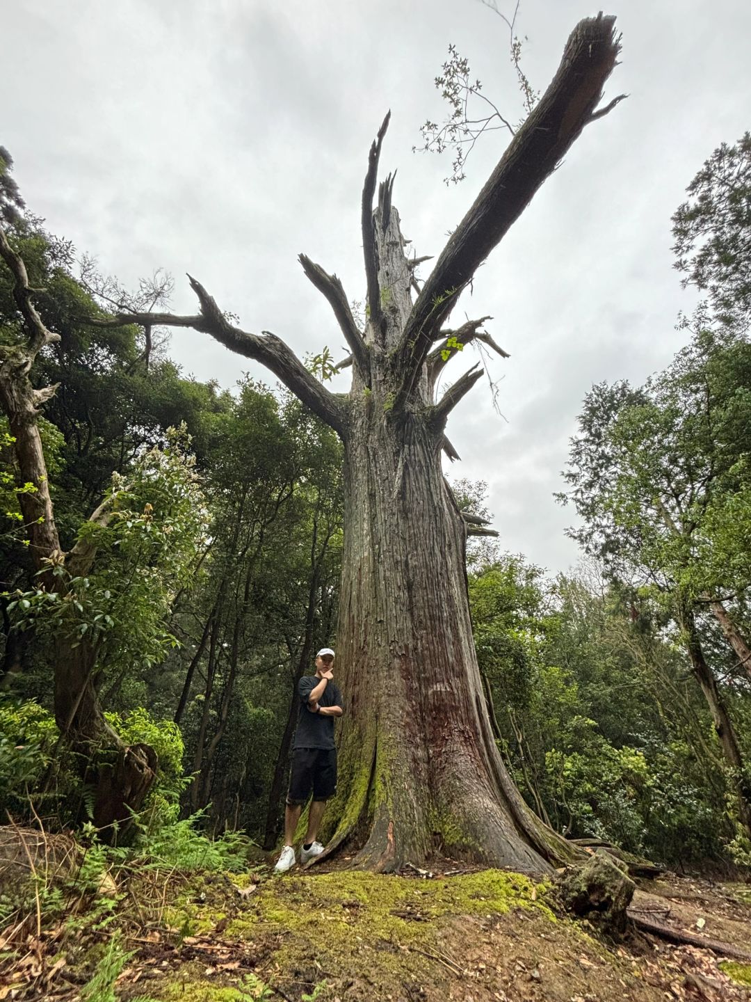 Osaka-Osaka & Kyoto & Nara Travel Diary, Castle Towers, Japan's Three Great Ancient Cities