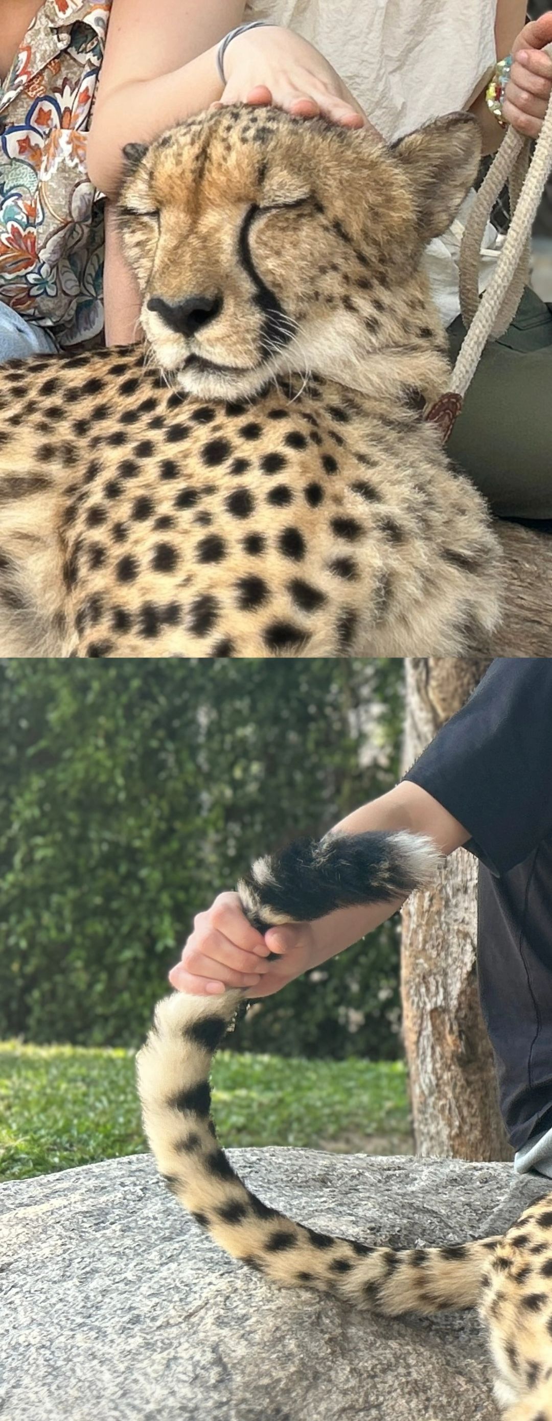 Hua Hin-Hua Hin Safari Park?, get up close and personal with a variety of local animals