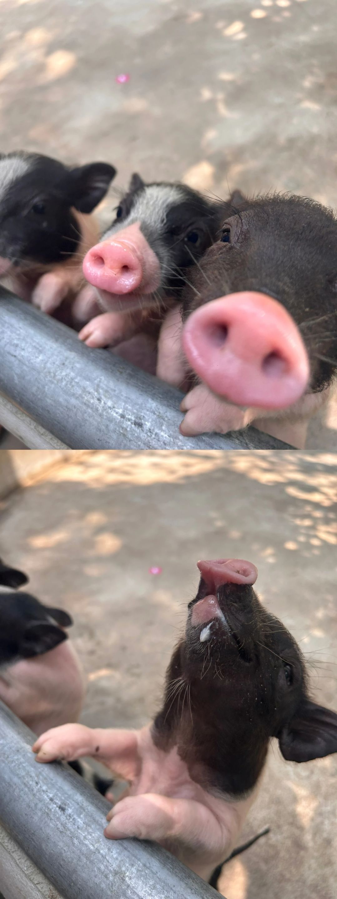 Hua Hin-Hua Hin Safari Park?, get up close and personal with a variety of local animals