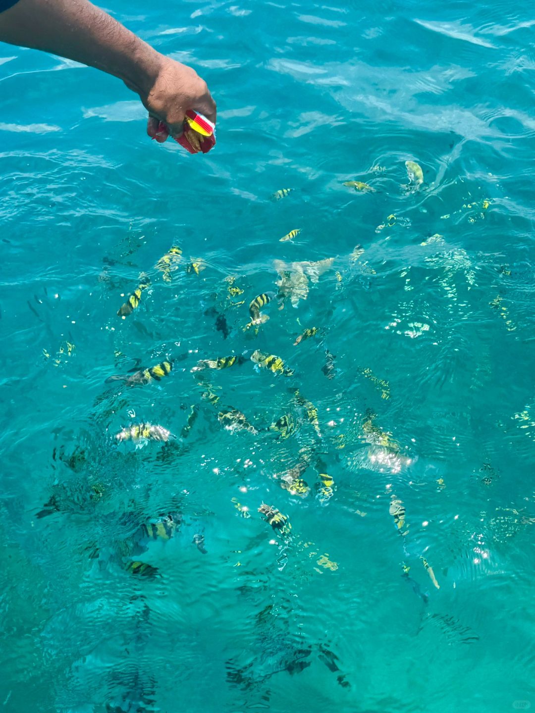 Jakarta-Pulau Seribu Island in Jakarta?️, a pristine island where you can get a diving certificate