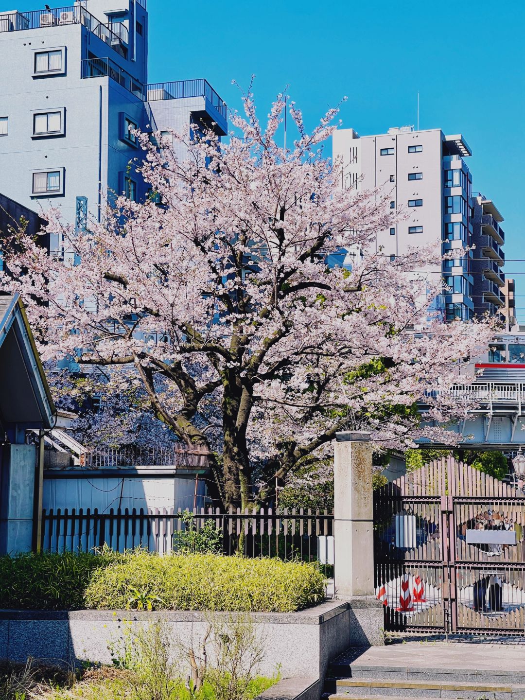Tokyo-Recommended Tokyo walking tour routes: Sensoji Temple, Tokyo Skytree, Ginza and Shibuya.