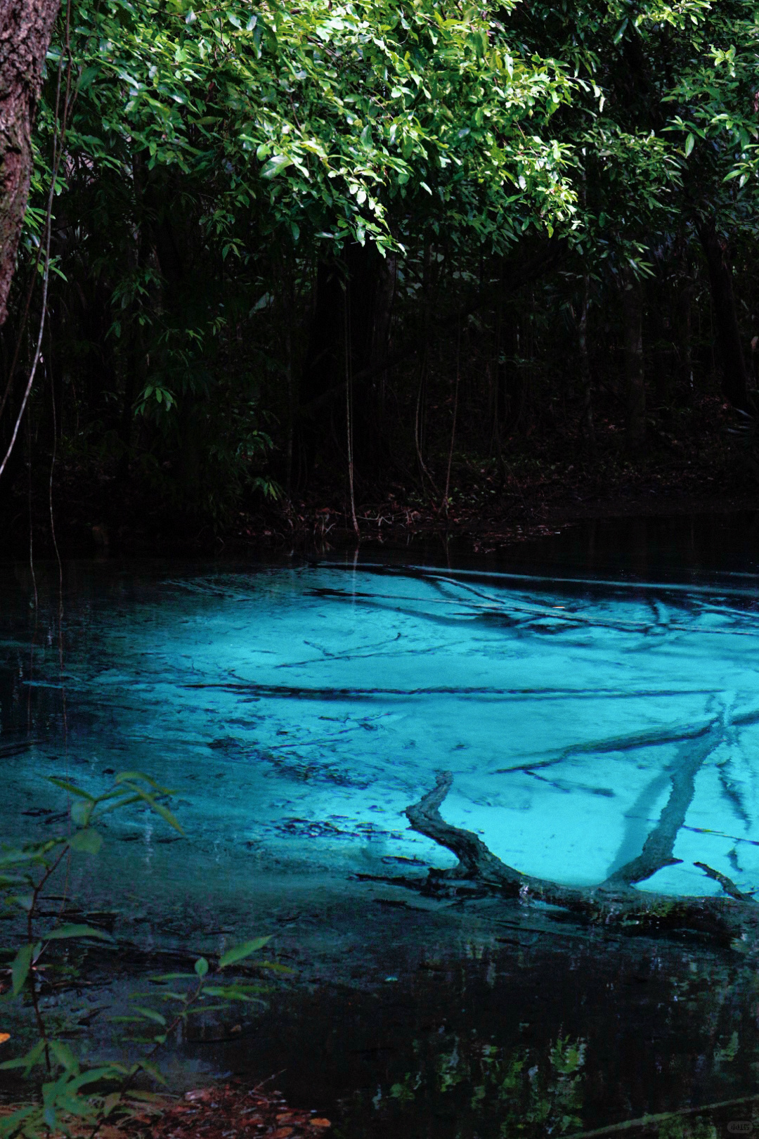 Krabi-Don’t forget to have a coffee break in the rainforest while visiting the Emerald Pool in Krabi