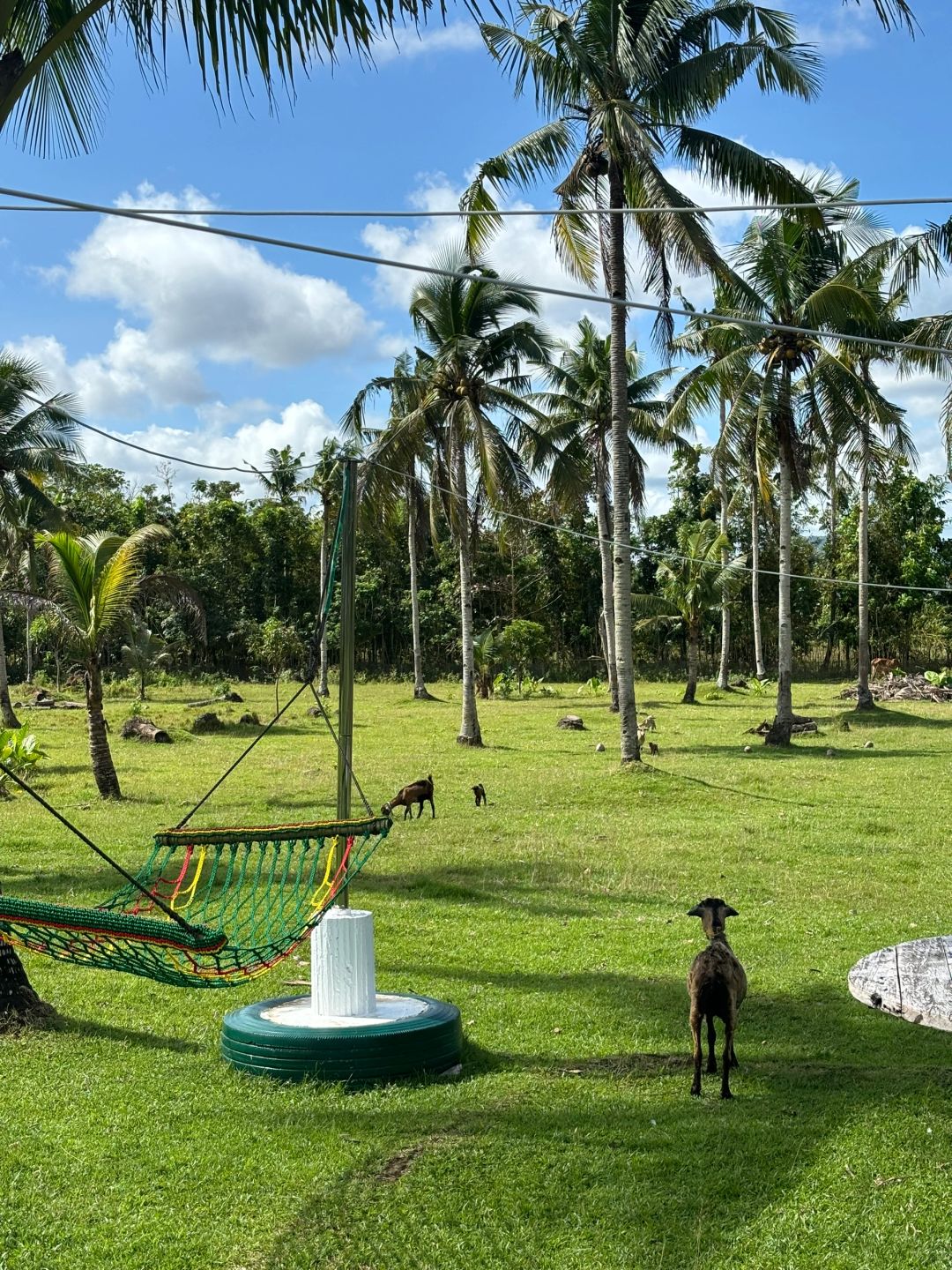 Cebu-Airbnb booked Danao, a private room in a farmhouse, with different delicacies every day