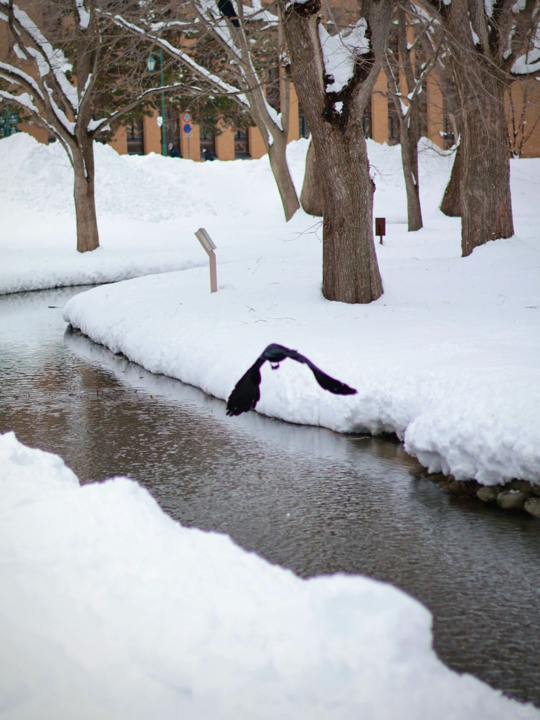 Sapporo/Hokkaido-Beautiful scenery of Hokkaido University❄️, snow-covered branches and flowing streams