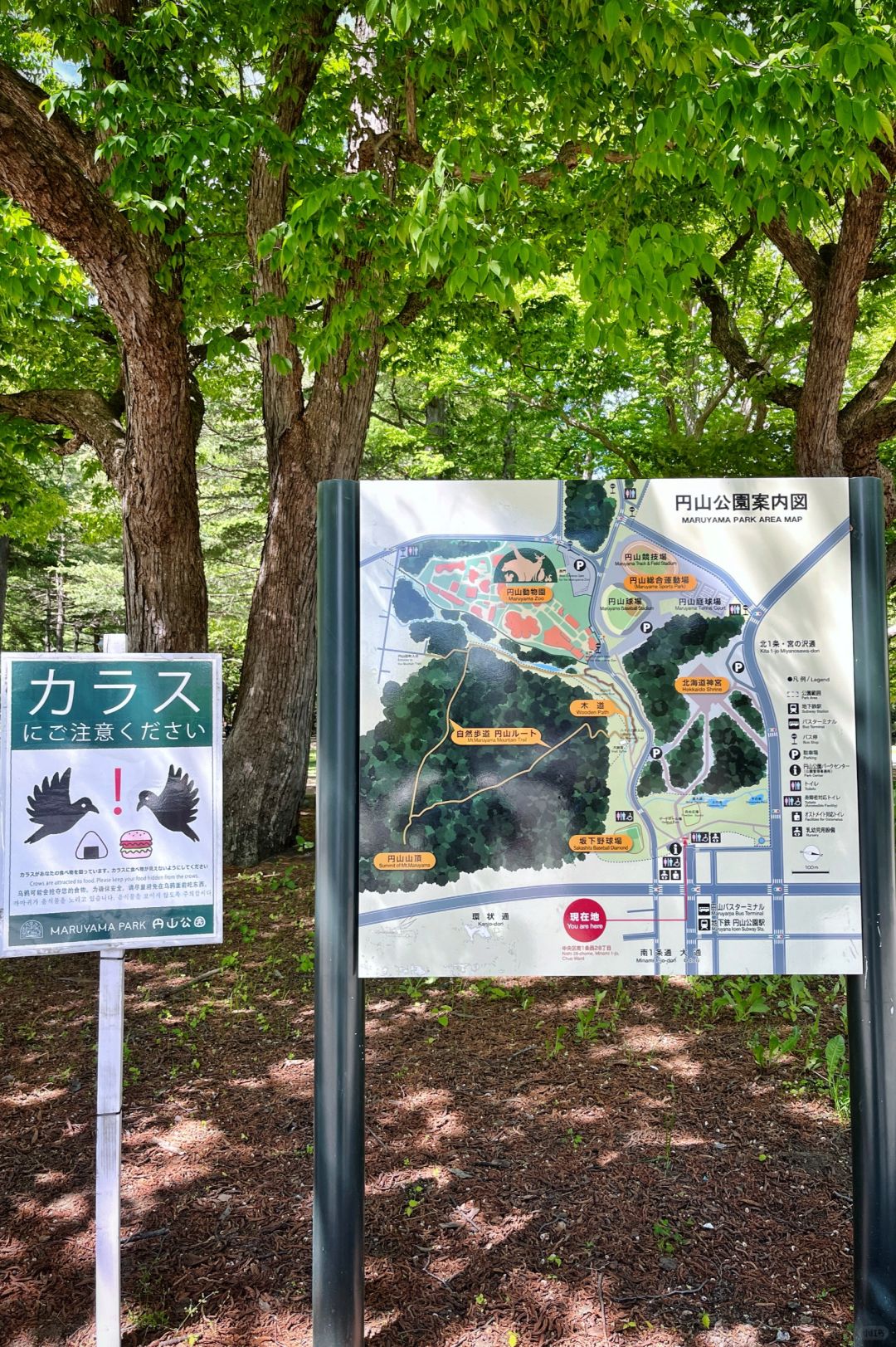 Sapporo/Hokkaido-Hokkaido Jingu Park, built in 1869, is one of the important shrines in Hokkaido