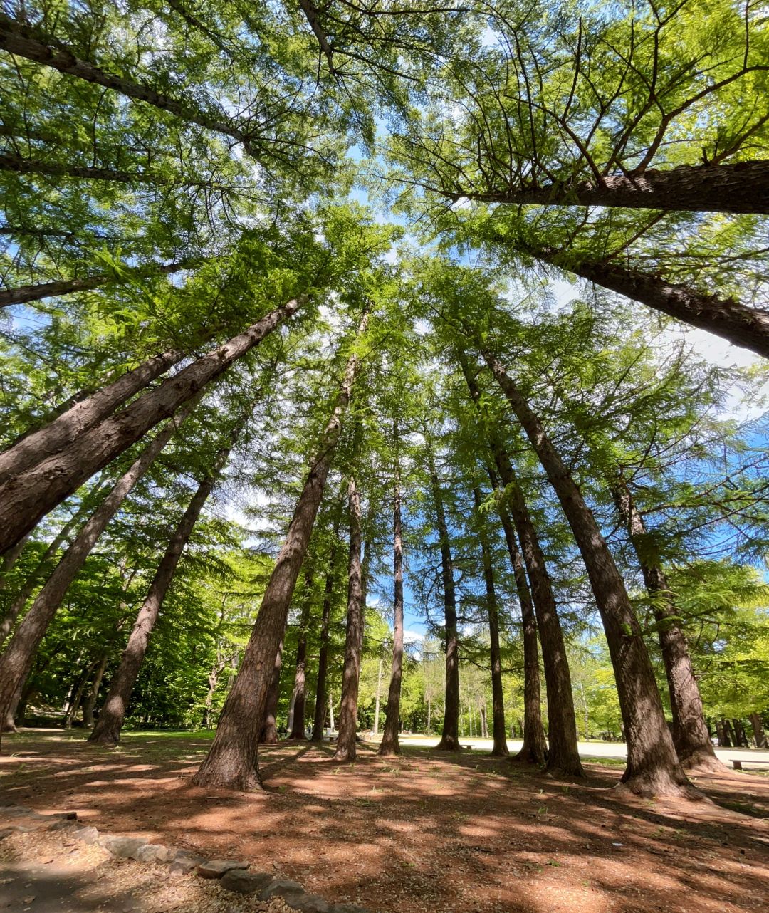 Sapporo/Hokkaido-Hokkaido Jingu Park, built in 1869, is one of the important shrines in Hokkaido