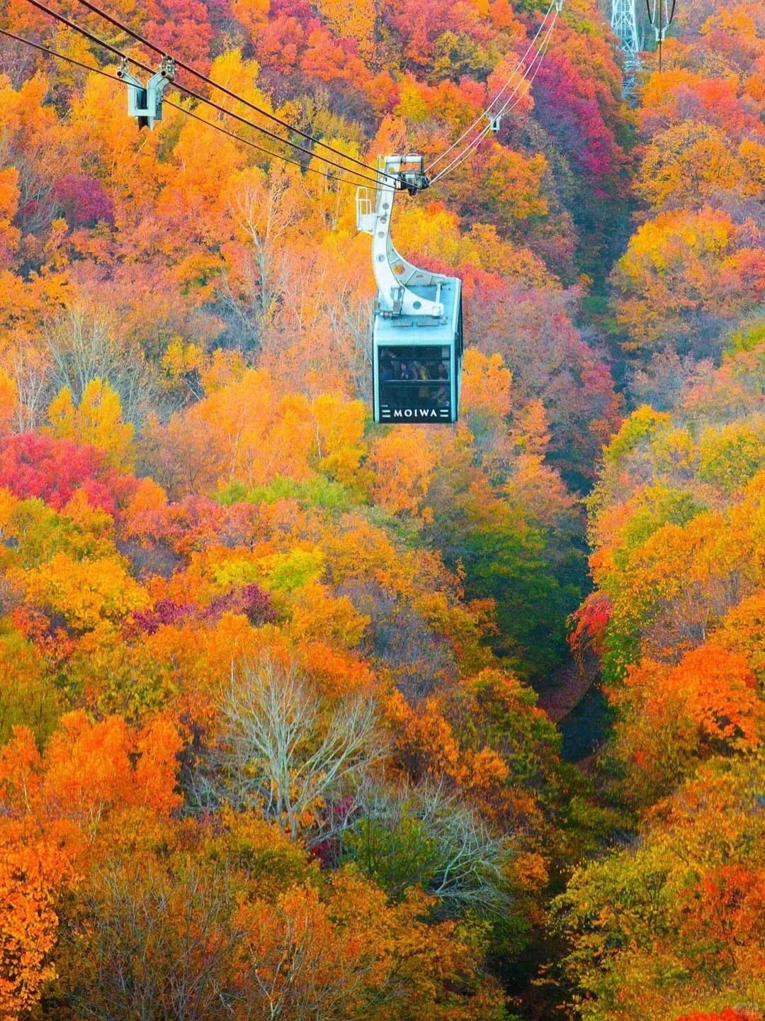 Sapporo/Hokkaido-Hokkaido's autumn: ?season to enjoy the red maple leaves from a cable car