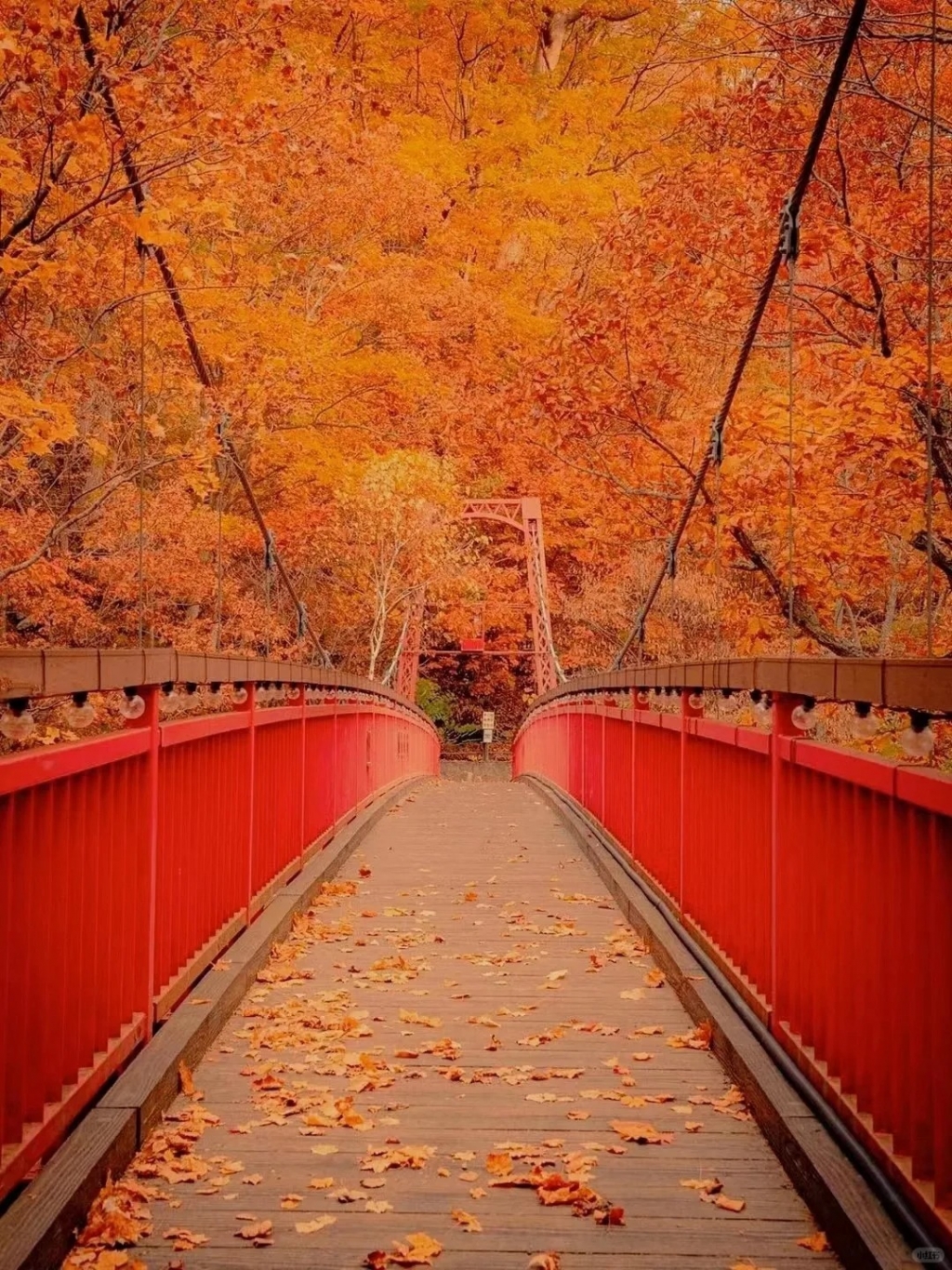 Sapporo/Hokkaido-Hokkaido's autumn: ?season to enjoy the red maple leaves from a cable car